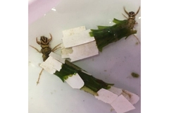 Image Image